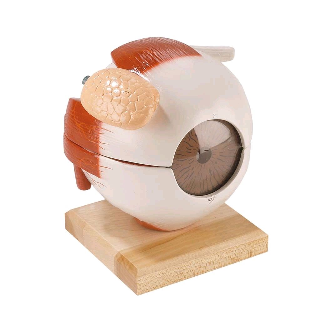 Erler Zimmer eyeball model, functional lens, 6 times full-size, 5-pc.