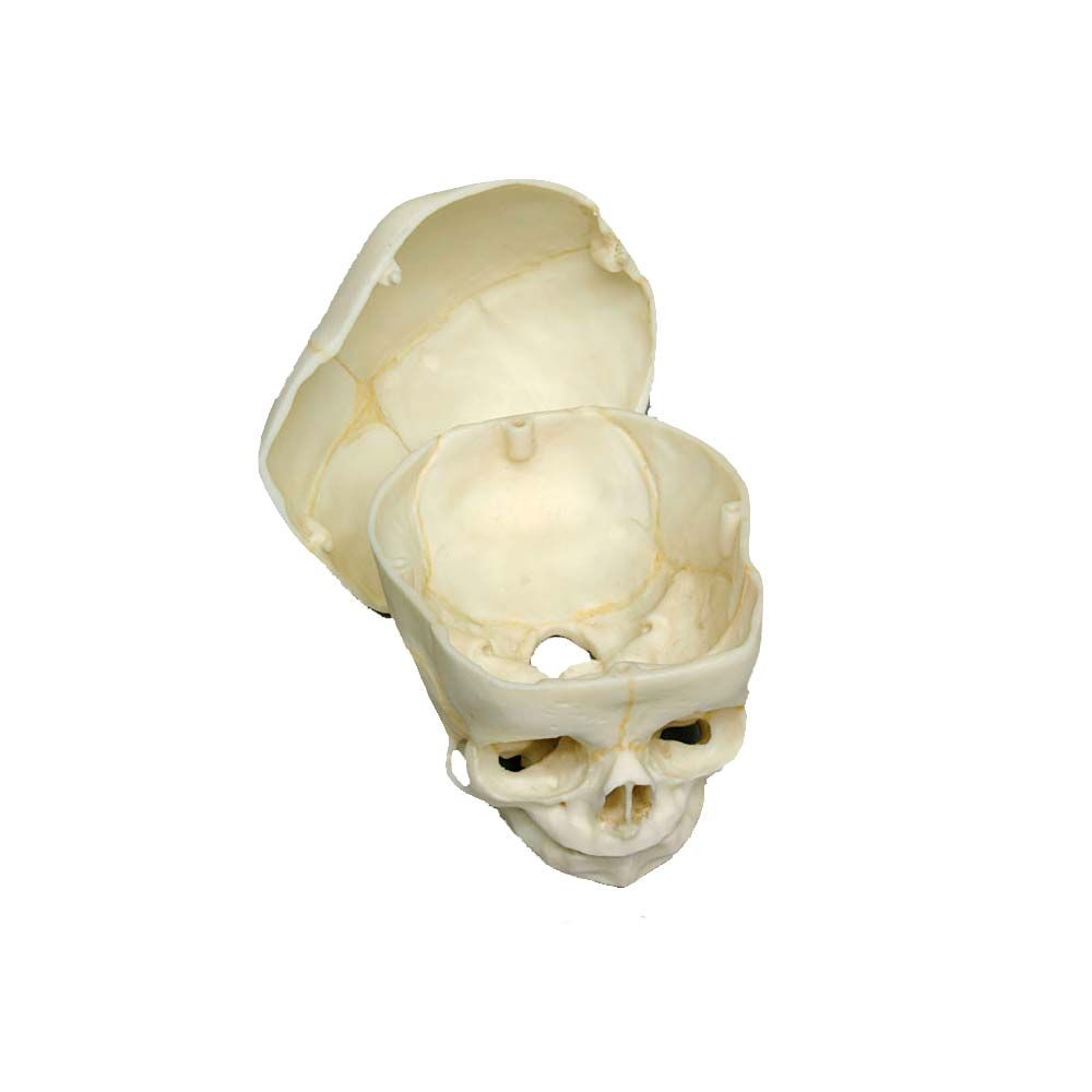 Erler Zimmer Fetal Human Skull, 40. Week, Calvarium Cut