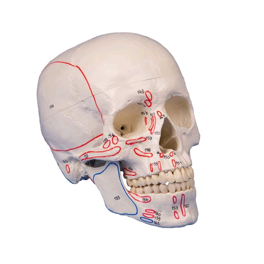 Erler Zimmer Skull model 3-parts with muscle markings anatomically