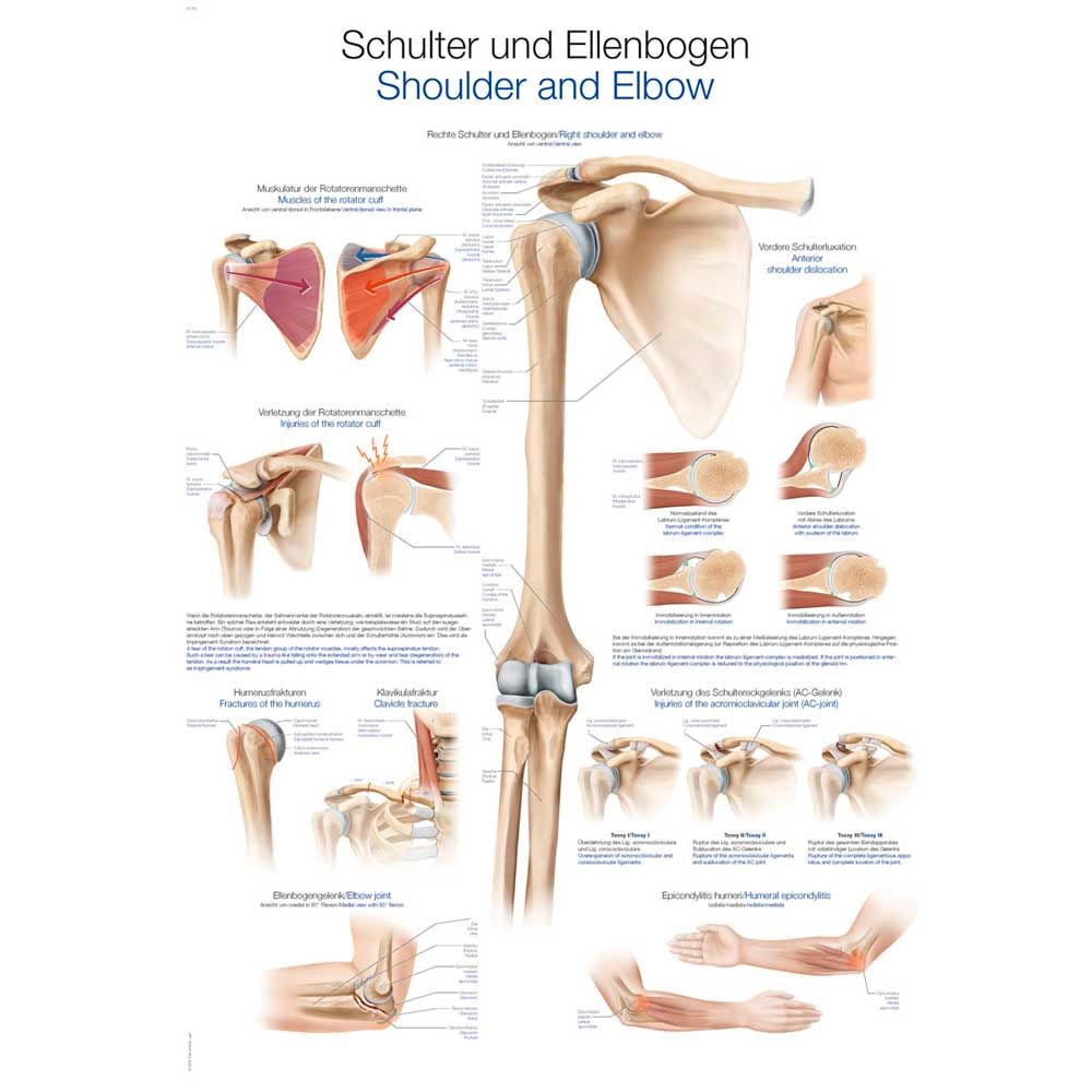 Erler Zimmer Anat. Chart "Shoulder and Elbow", Different Sizes