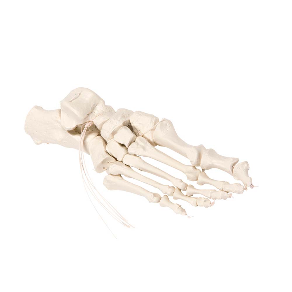 Erler Zimmer Foot Skeleton on Nylon, Movable
