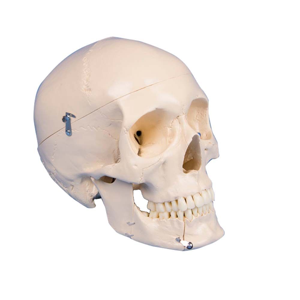 Erler Zimmer Dental Skull Model, 4 parts