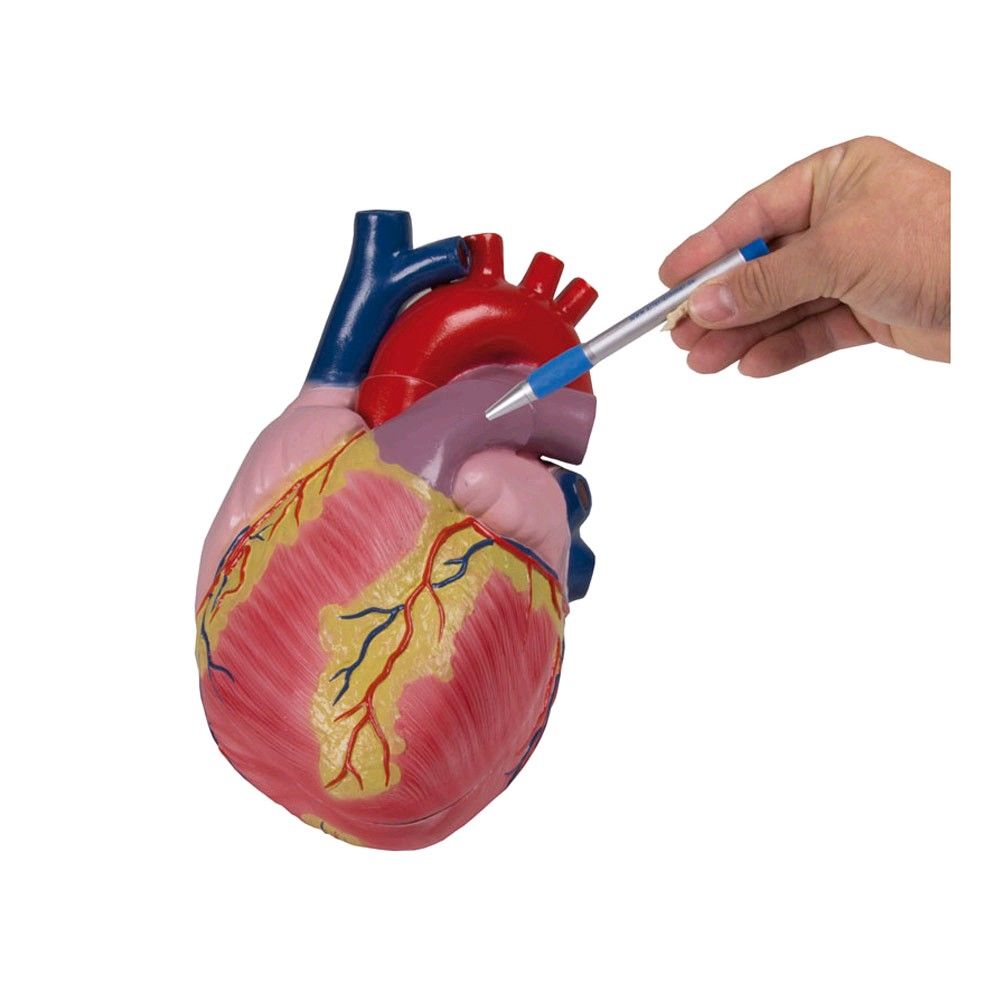 Erler Zimmer Heart model, 2 parts, unbreakable, 3 times life size