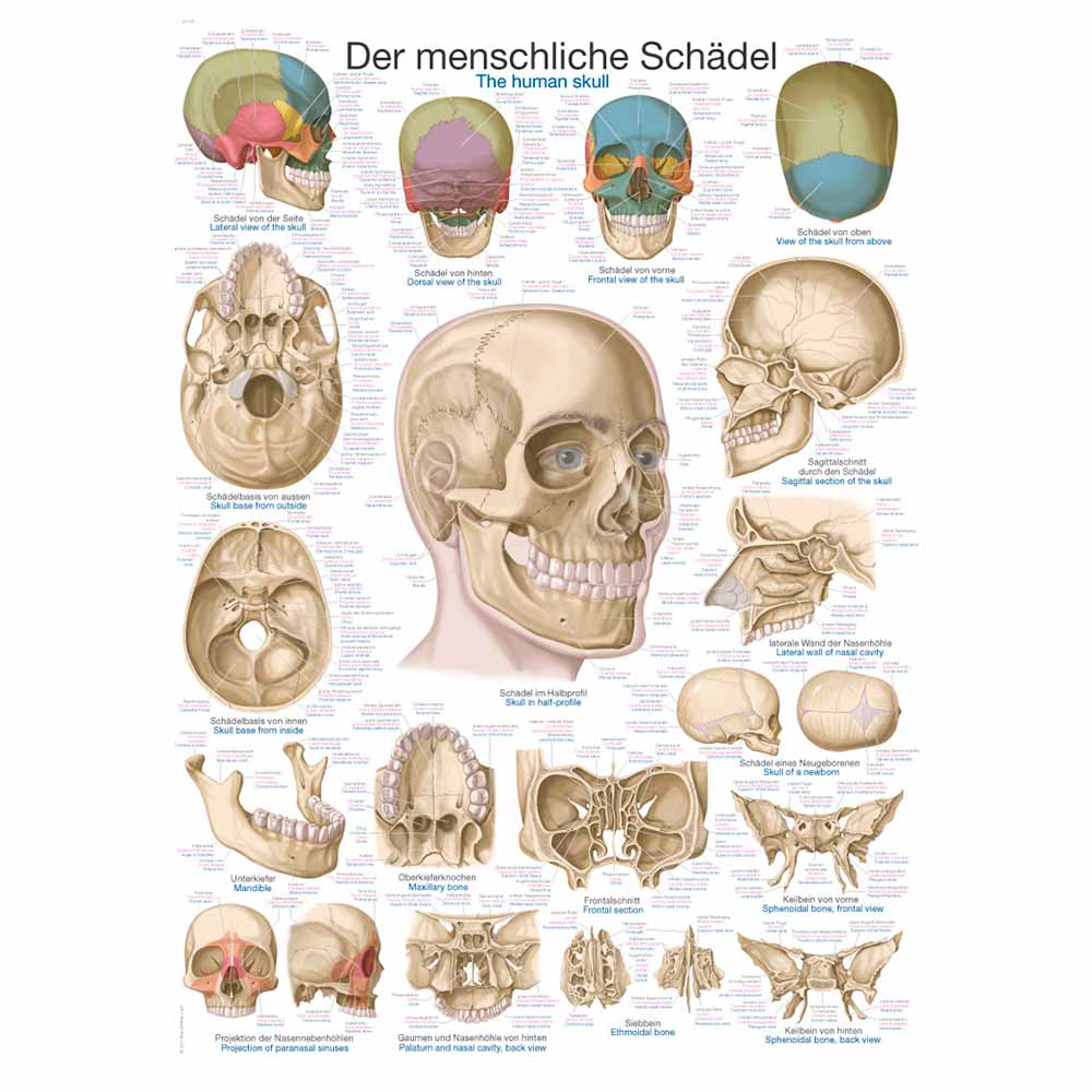 Erler Zimmer Anatomical Chart "The Skull", Different Sizes