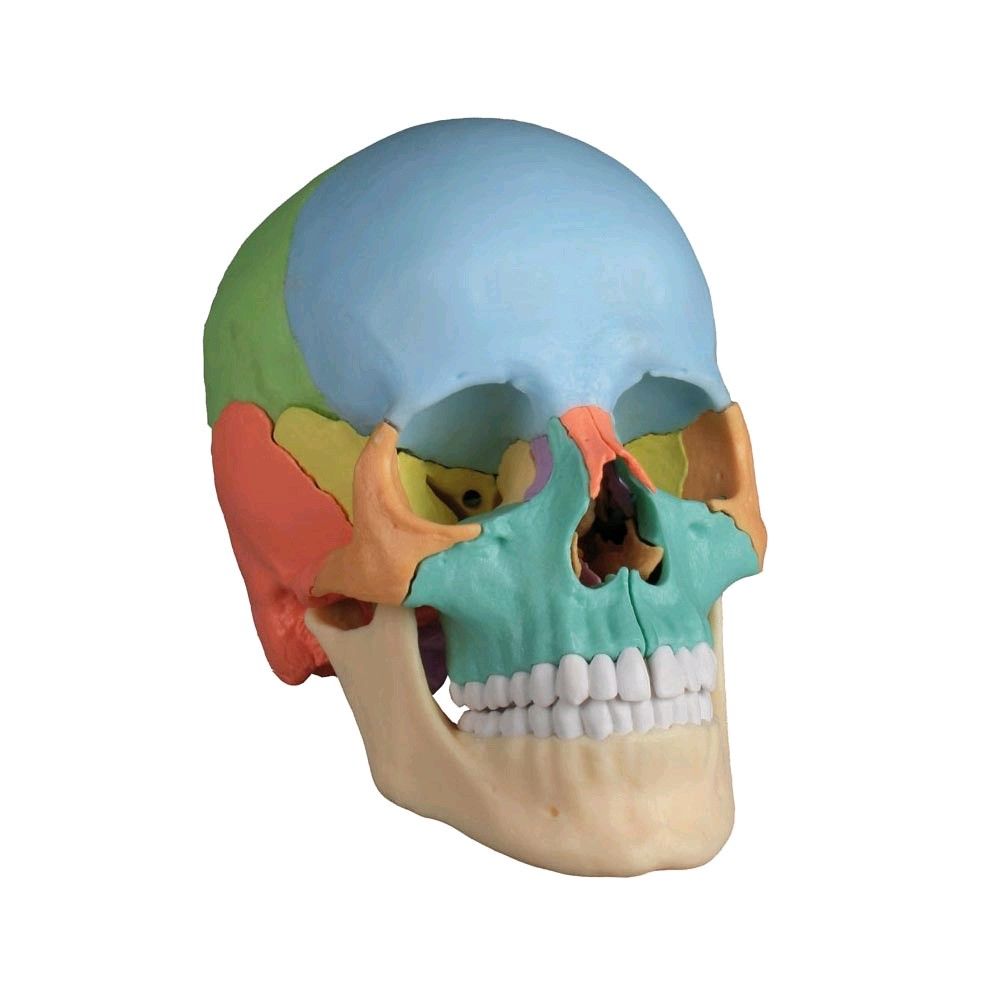 Skull model, didactic design 22 pieces, colored