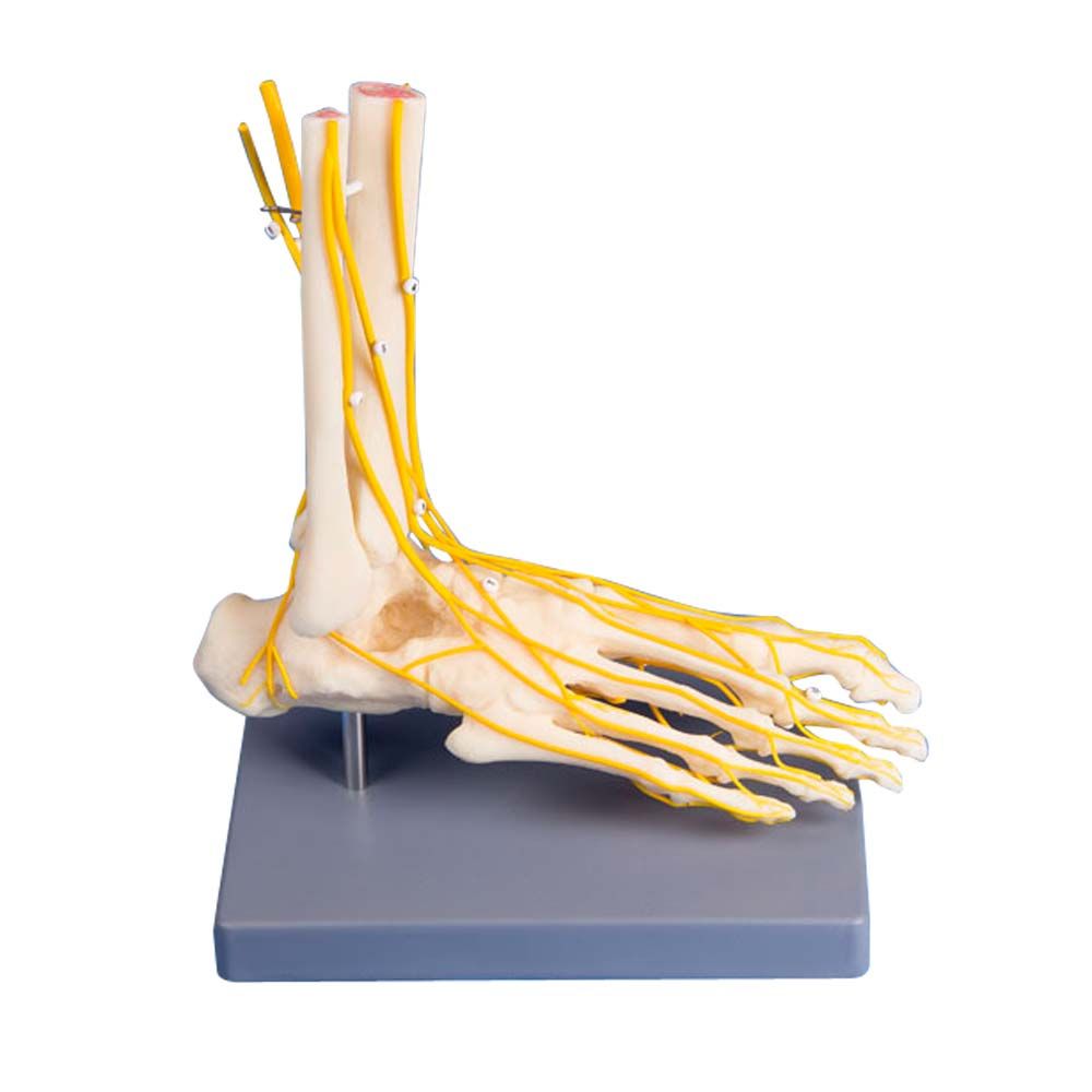 Erler Zimmer Model - Neuro Foot, Life Size