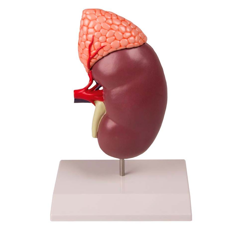 Erler Zimmer Model - Kidney w. Adrenal Gland, 2 Times Sized, 2-Part