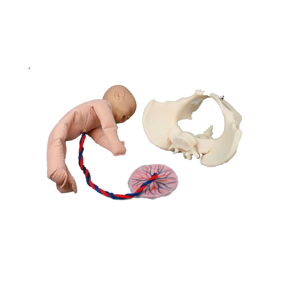 Erler Zimmer Fem. Fetus Doll w. Pelvis/Placenta/Umbilical Cord, Diff.