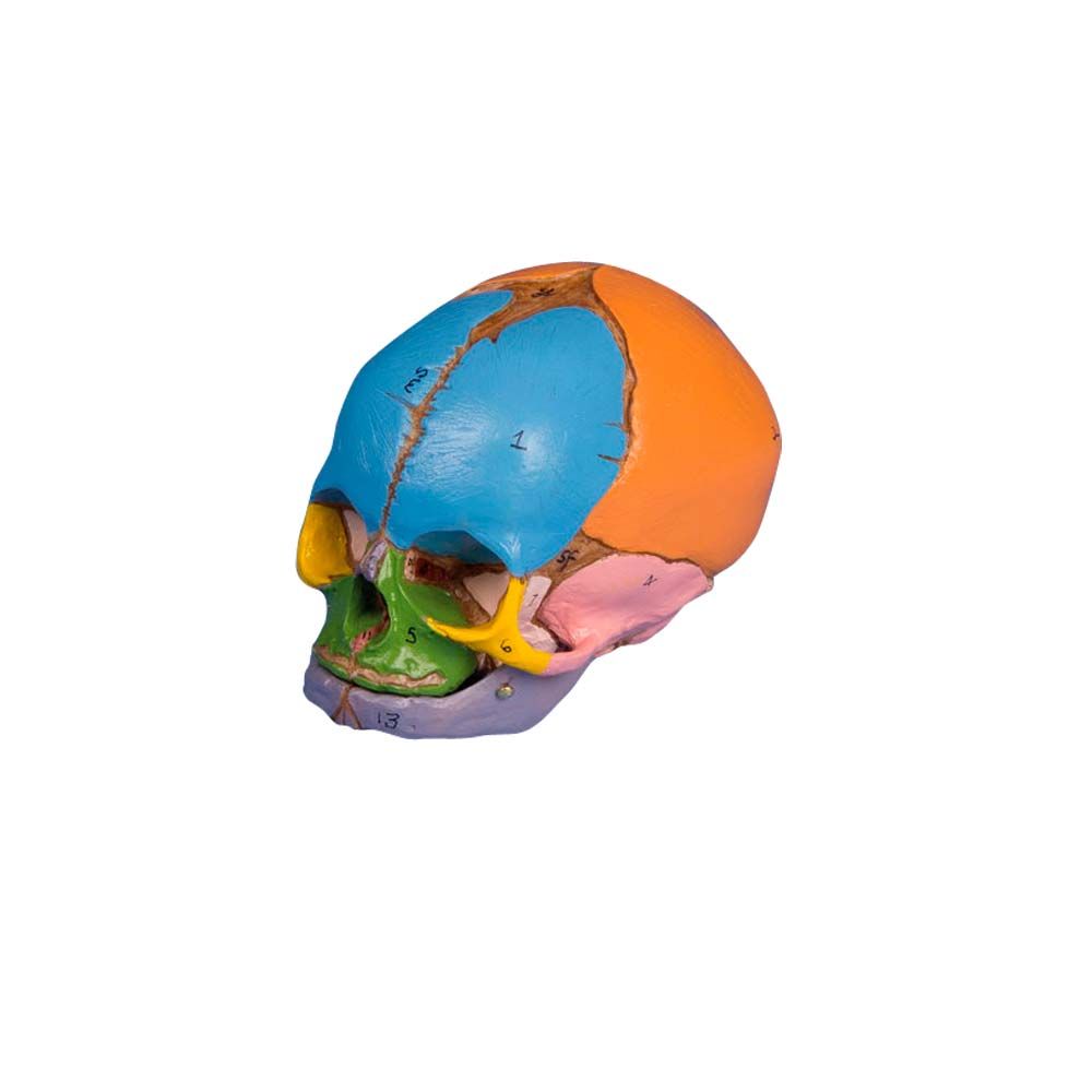 Erler Zimmer Model, Didactic Foetal Skull, 38. Week