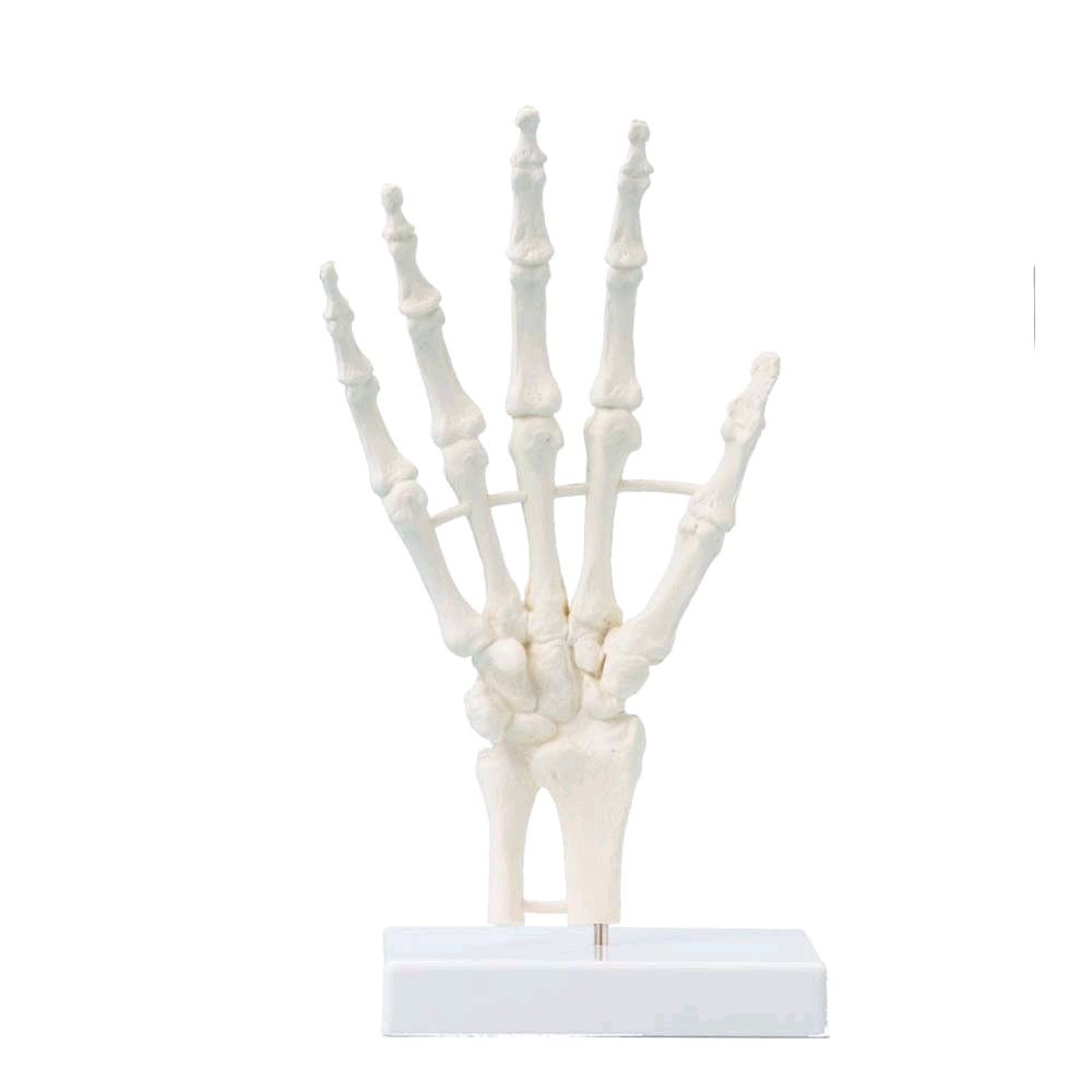 Anatomy Hand skeleton Erler Zimmer, life-sized, immobile