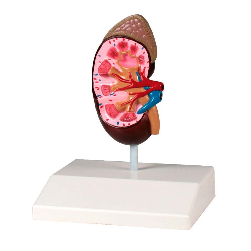Erler Zimmer Model - Kidney, Life Size