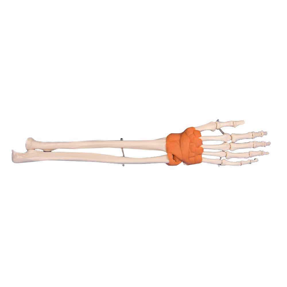 Erler Zimmer Hand and Wrist Model with Wrist Ligaments