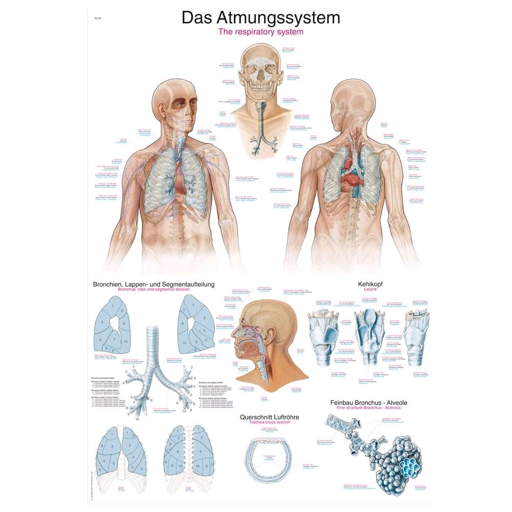graphic training aid "The respiratory system", Print, diff. Sizes