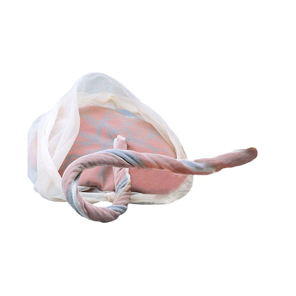 Erler Zimmer placenta and umbilical cord model with lock-string