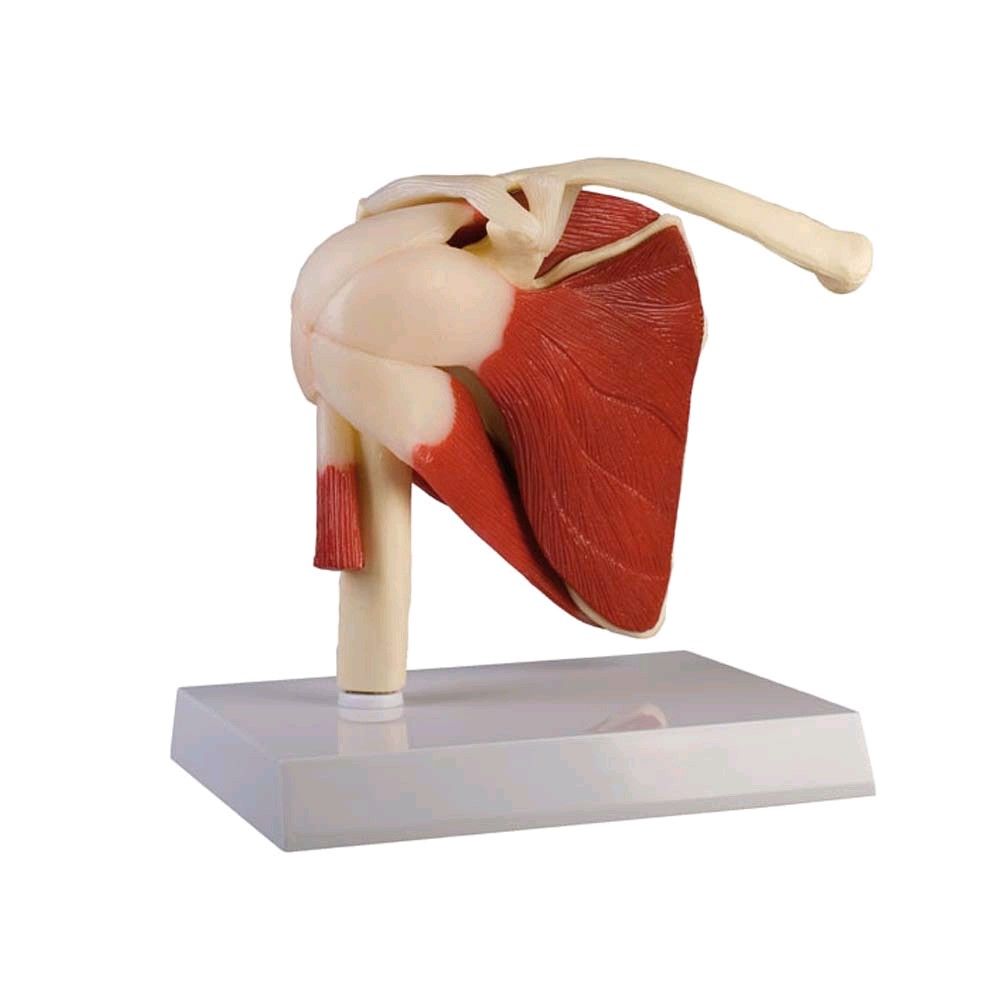 Erler Zimmer Anatomy Model shoulder joint with muscles, life-size