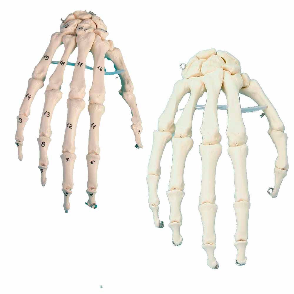 Erler Zimmer Hand-Skeleton, Movable, Different Variants