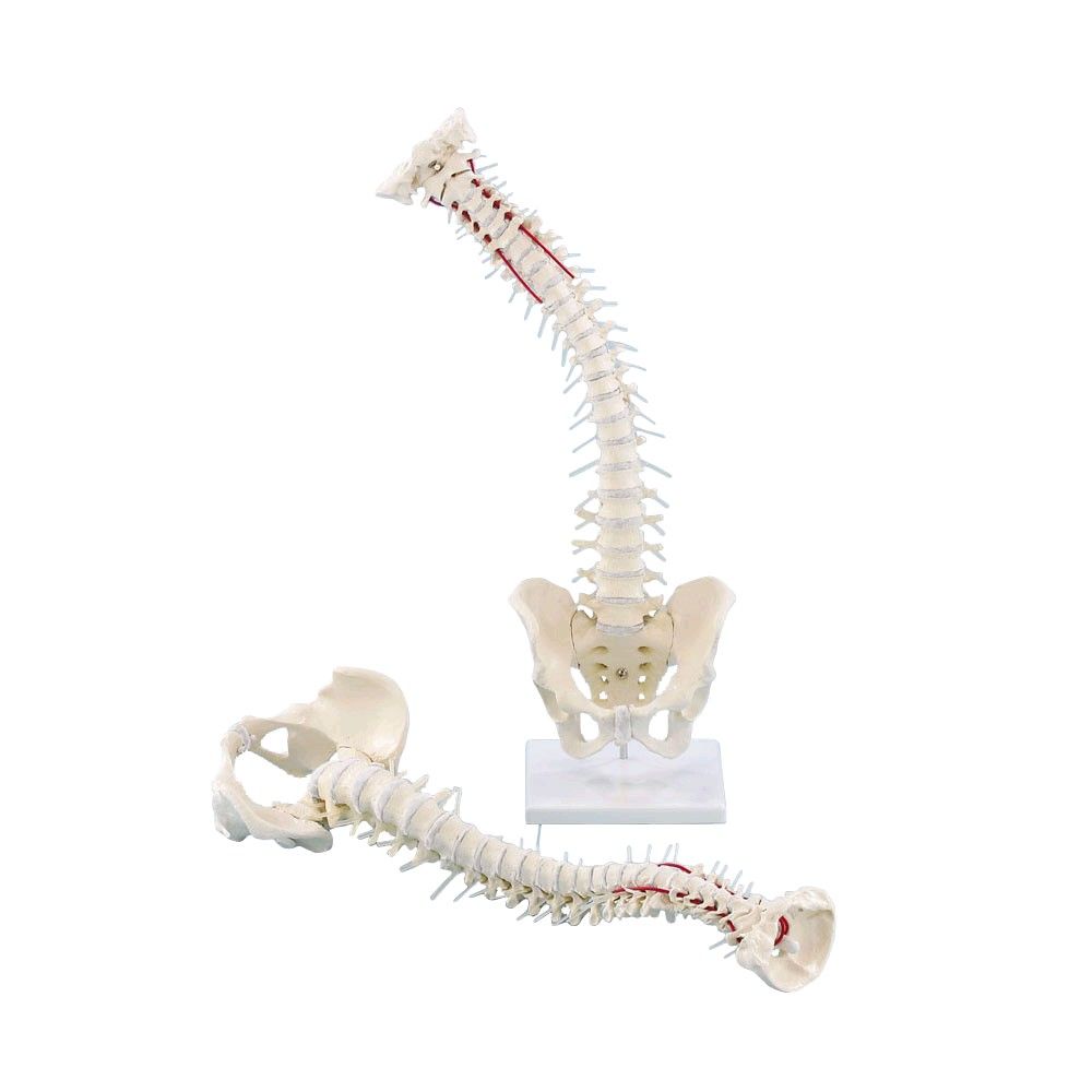 Erler Zimmer Spine with Pelvis, anatomy model, with/without tripod