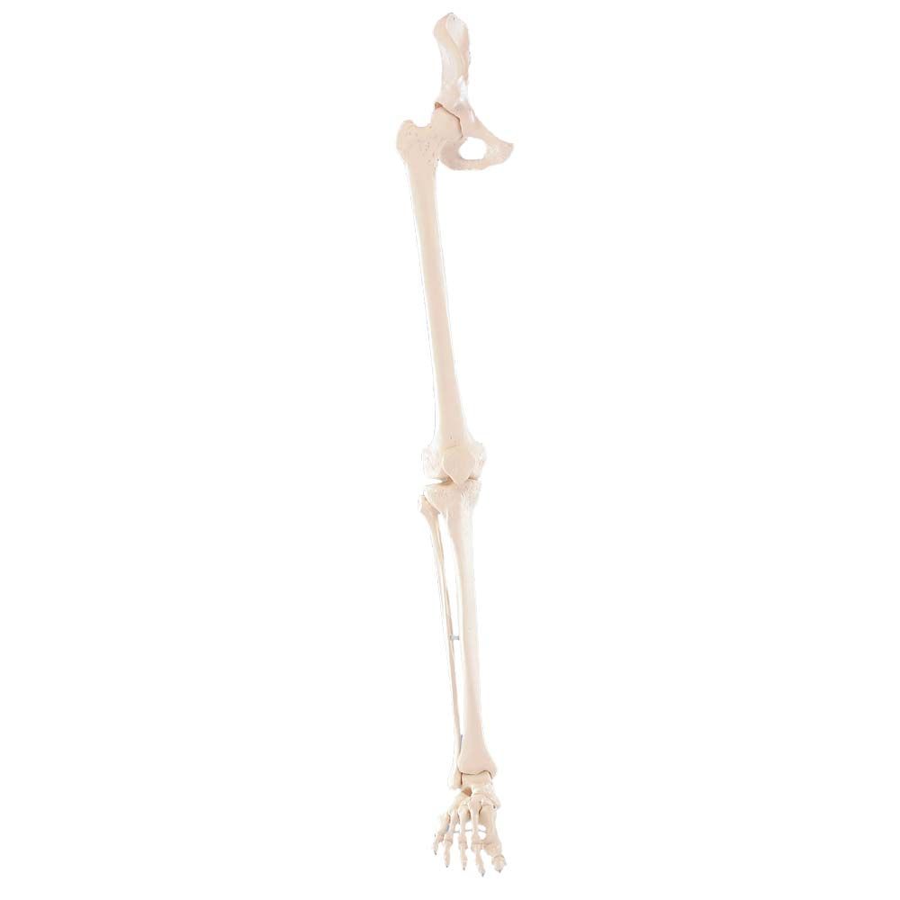 Erler Zimmer Leg Skeleton Incl. Half Pelvis, w/without Muscle Markings