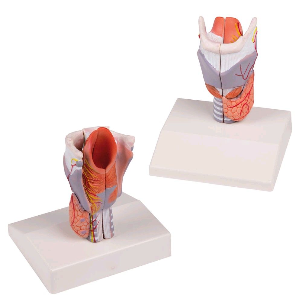 Larynx model Erler Zimmer, life-size, 2-piece, cut median