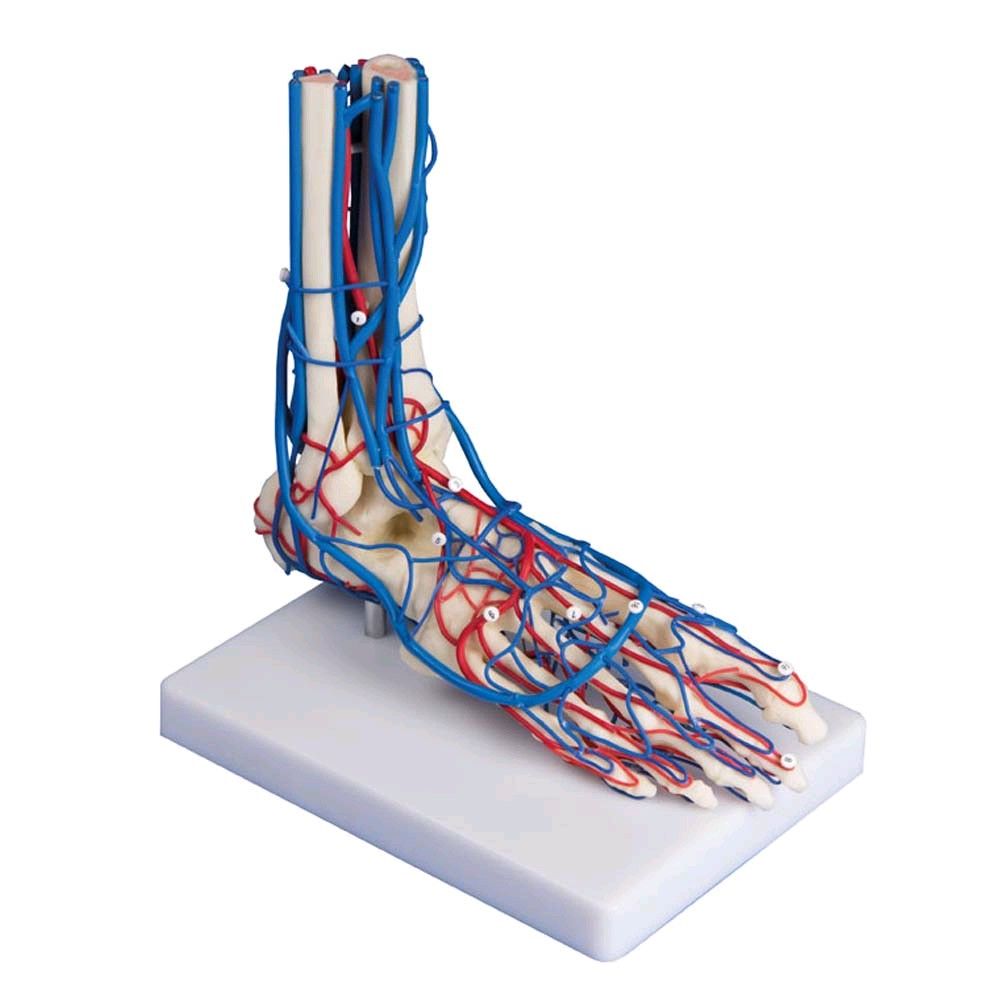 Anatomical foot model Erler Zimmer, life-size, with tripod