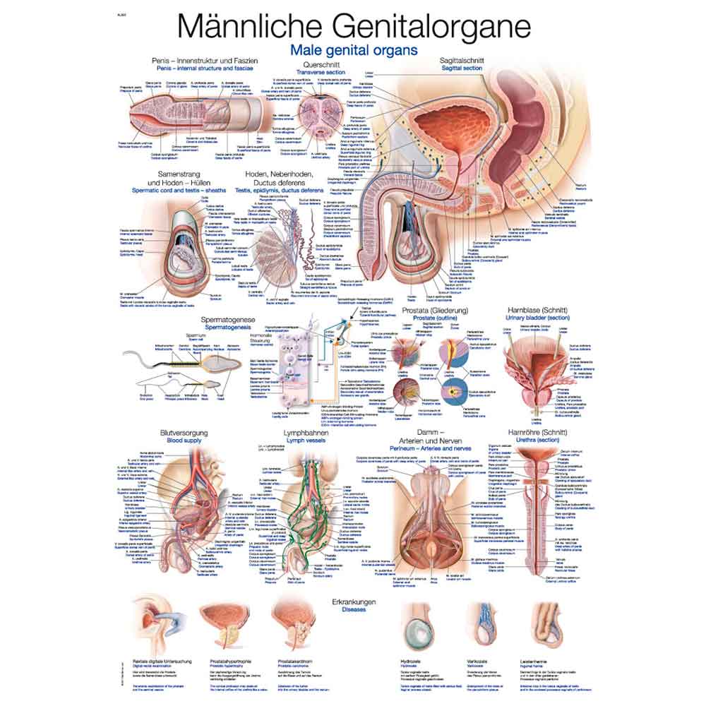 Erler Zimmer Anatomical Chart "Mail Genital Organs", Different Sizes