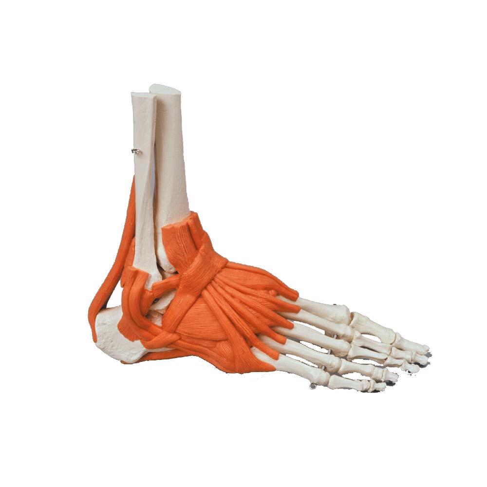 Erler Zimmer Foot Skeleton Model with Ligaments, Mounted on Wire