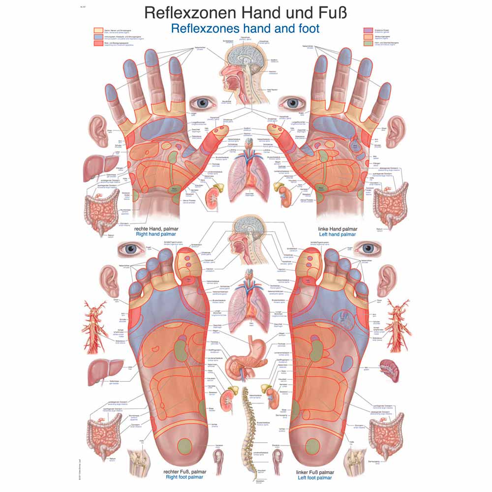 Erler Zimmer Anat. Chart "Reflexzones Hand and Foot", Different Sizes