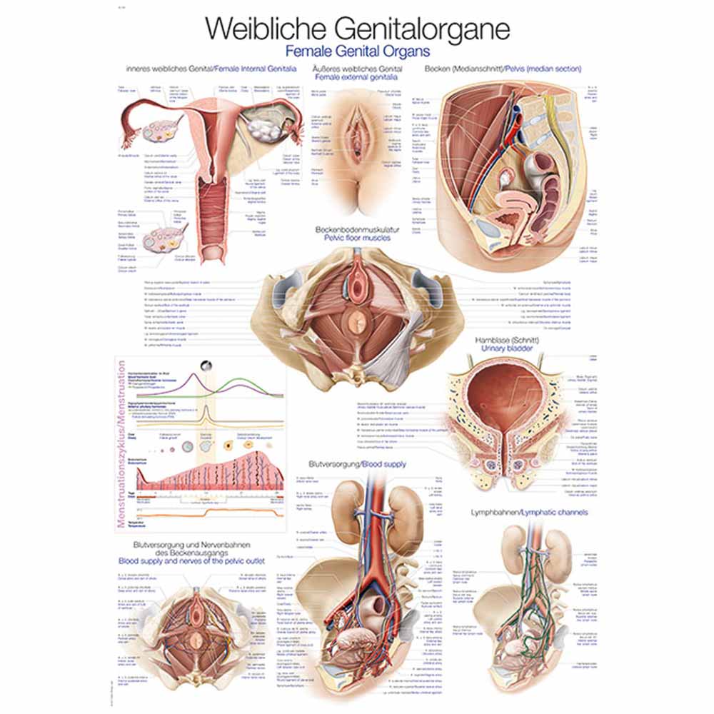 Erler Zimmer Anatomical Chart "Female Genital Organs", Diff. Sizes