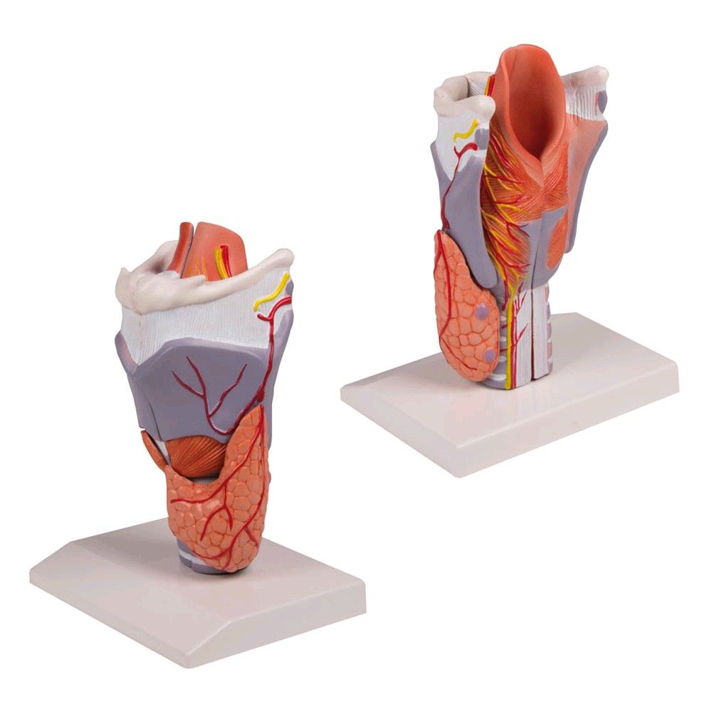 Erler Zimmer Larynx Model, 2 times life size, 5 part, Medion, tripod